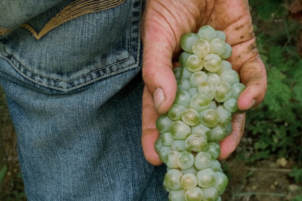 VENDANGES 2026
